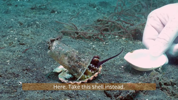 Diver Convinces Baby Octopus To Give Up His Plastic Cup In Exchange For A Shell
