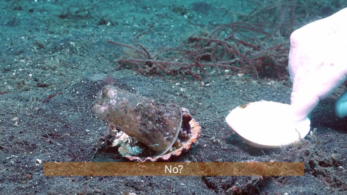 Diver Convinces Baby Octopus To Give Up His Plastic Cup In Exchange For A Shell