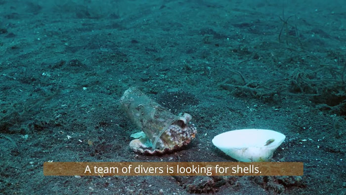 Diver Convinces Baby Octopus To Give Up His Plastic Cup In Exchange For A Shell