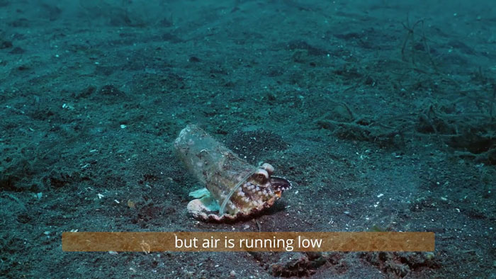 Diver Convinces Baby Octopus To Give Up His Plastic Cup In Exchange For A Shell