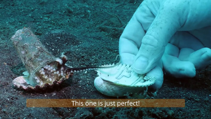 Diver Convinces Baby Octopus To Give Up His Plastic Cup In Exchange For A Shell