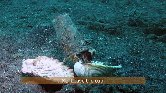 Diver Convinces Baby Octopus To Give Up His Plastic Cup In Exchange For A Shell