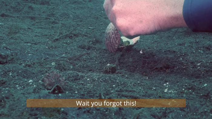 Diver Convinces Baby Octopus To Give Up His Plastic Cup In Exchange For A Shell