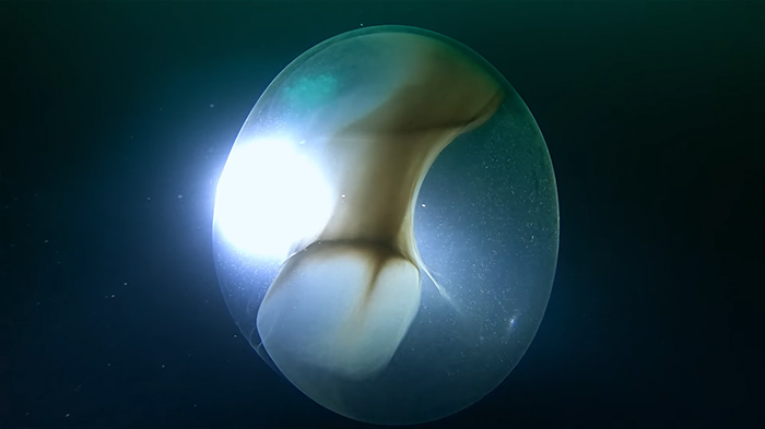 Two Divers Went To Check Out A WWII Ship Wreck, Stumbled Upon A Huge Squid Egg Sac Instead Two Divers Went To Check Out A WWII Ship Wreck, Stumbled Upon A Huge Squid Egg Sac Instead