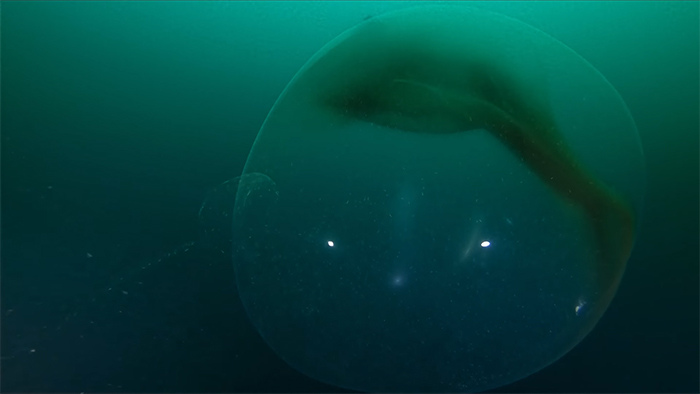 Two Divers Went To Check Out A WWII Ship Wreck, Stumbled Upon A Huge Squid Egg Sac Instead Two Divers Went To Check Out A WWII Ship Wreck, Stumbled Upon A Huge Squid Egg Sac Instead