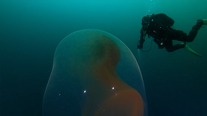 Two Divers Went To Check Out A WWII Ship Wreck, Stumbled Upon A Huge Squid Egg Sac Instead