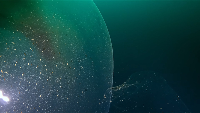 Two Divers Went To Check Out A WWII Ship Wreck, Stumbled Upon A Huge Squid Egg Sac Instead Two Divers Went To Check Out A WWII Ship Wreck, Stumbled Upon A Huge Squid Egg Sac Instead