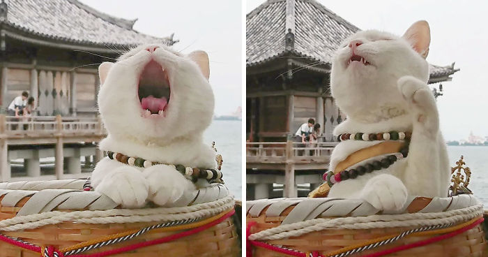 There Is A Cat Temple In Japan And Its Monks Are The Cutest