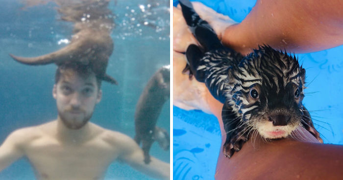Adults Can Swim With Tiny Otters At This Animal Preserve, And The Photos Are Adorable
