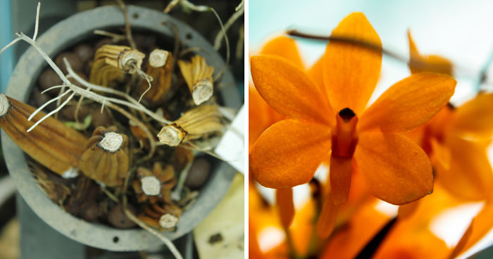 I Have Been Photographing Orchids Since The Day I Got My First Camera