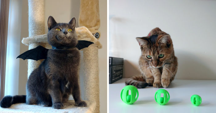 Meowsome Accessories To 3D Print For Your Cat