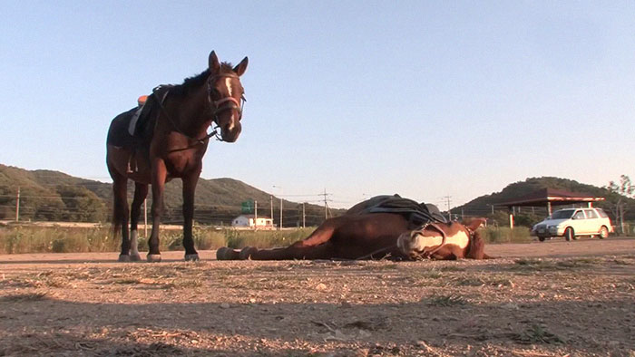 Dramatic Horse Pretends To Be Dead Whenever People Try To Ride Him Dramatic Horse Pretends To Be Dead Whenever People Try To Ride Him