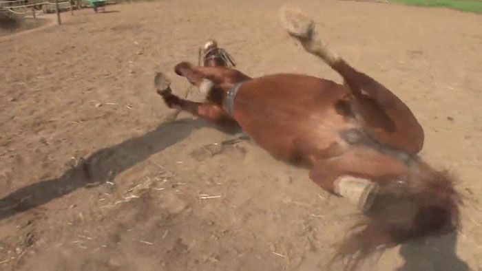 Dramatic Horse Pretends To Be Dead Whenever People Try To Ride Him Dramatic Horse Pretends To Be Dead Whenever People Try To Ride Him