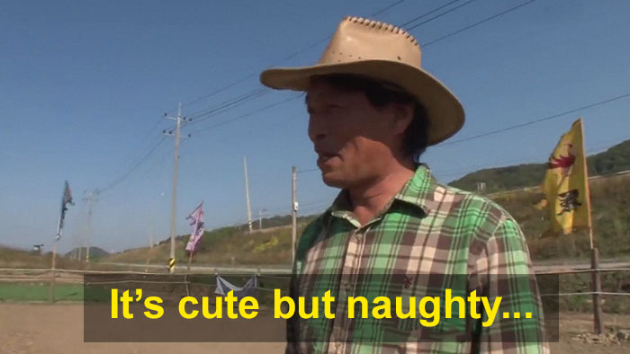 Dramatic Horse Pretends To Be Dead Whenever People Try To Ride Him