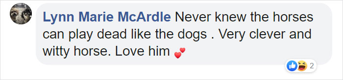 Dramatic Horse Pretends To Be Dead Whenever People Try To Ride Him