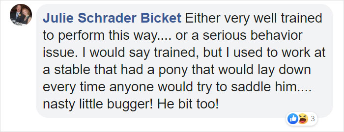 Dramatic Horse Pretends To Be Dead Whenever People Try To Ride Him