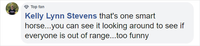 Dramatic Horse Pretends To Be Dead Whenever People Try To Ride Him