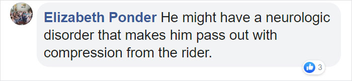 Dramatic Horse Pretends To Be Dead Whenever People Try To Ride Him Dramatic Horse Pretends To Be Dead Whenever People Try To Ride Him