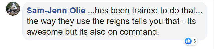 Dramatic Horse Pretends To Be Dead Whenever People Try To Ride Him