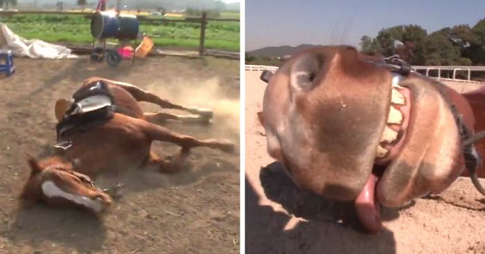 Dramatic Horse Pretends To Be Dead Whenever People Try To Ride HimDramatic Horse Pretends To Be Dead Whenever People Try To Ride Him