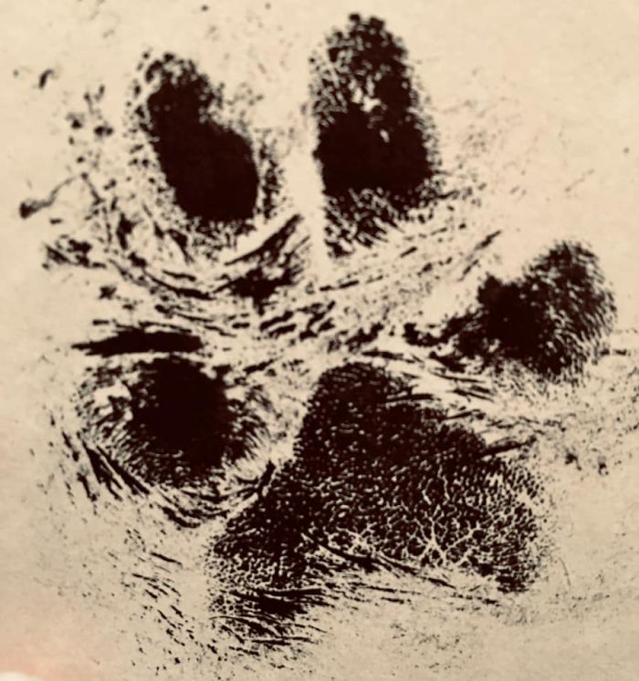 Heartbreaking Post On Euthanasia From A Vet That Has To Perform It Goes Viral Heartbreaking Post On Euthanasia From A Vet That Has To Perform It Goes Viral