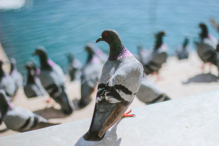 Flock of Pigeons on Street