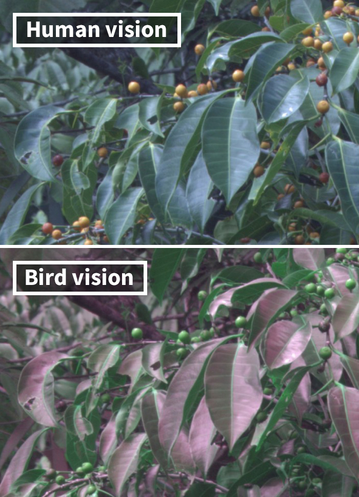 How Do Birds See? Human And Bird Vision Comparison