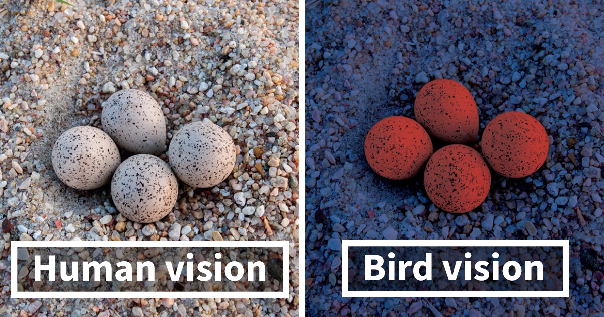 How Do Birds See? Human And Bird Vision Comparison