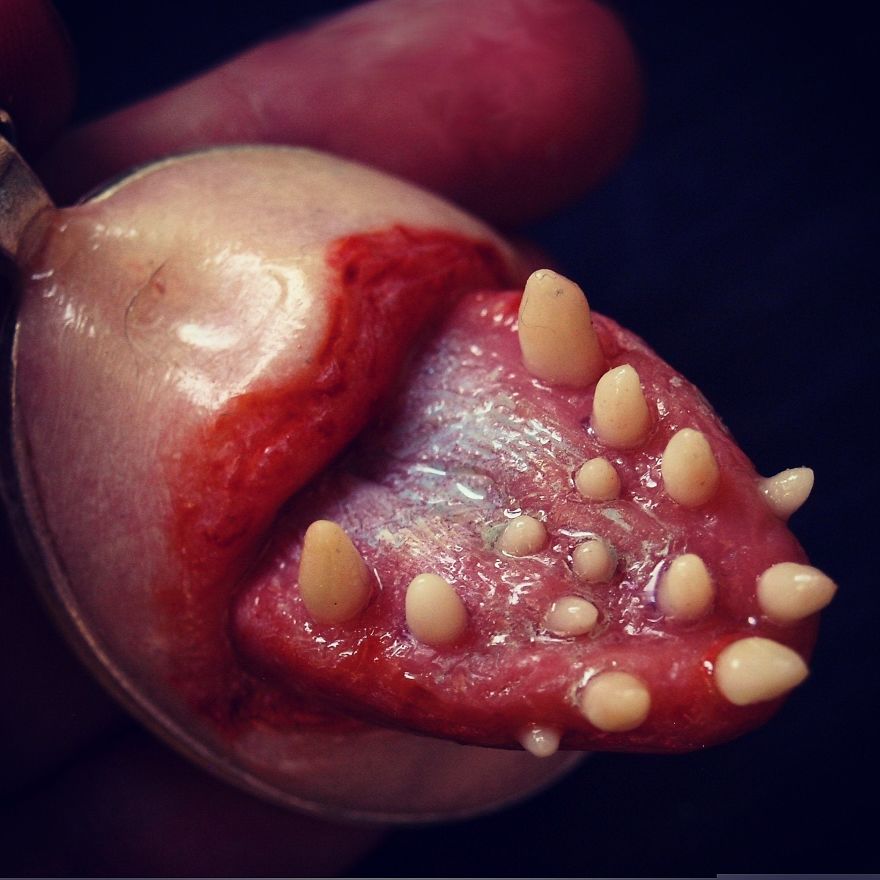 I Make Jewelry That Looks Like Real Monsters Living With You