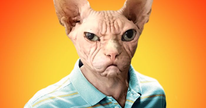My 66 Movie Poster Parodies Starring Sphynx Cats