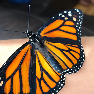 maggieschram2006 avatar