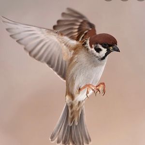 sparrowflyingfree avatar