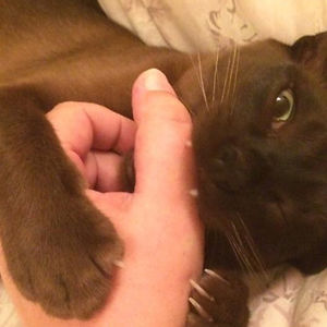 gabbyoftherats avatar