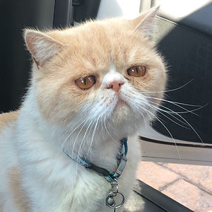 emma-beatrice-hurst avatar