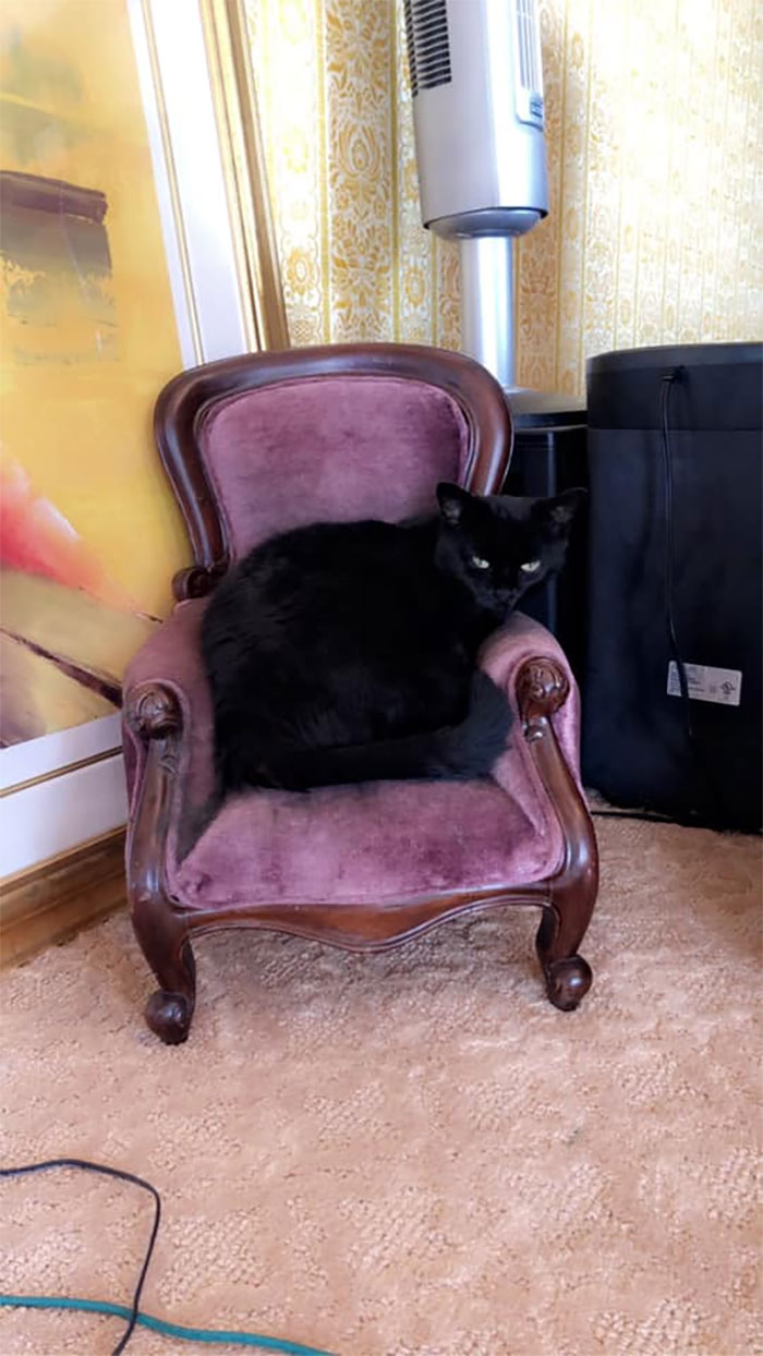 This Is Her Napping Chair