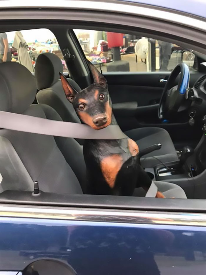 I Found Him At S Rummage Sale Today. I Named Him Buck. I Wish He Could Stay In The Car But I’m Afraid Someone Might Break Out My Window To Save Him