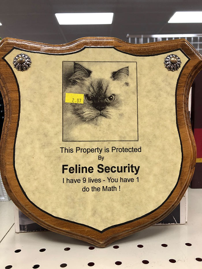 Spotted In Chicago, Did Not Come Home With Me As The Random Capitalization Would Drive Me Bananas