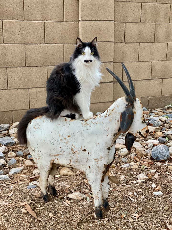 Just My Cat With A Mustache Riding My Goat That I Found At A Thrift Store