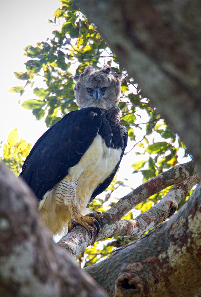 Meet The Harpy Eagle - One Of The Largest Birds In The World Meet The Harpy Eagle - One Of The Largest Birds In The World