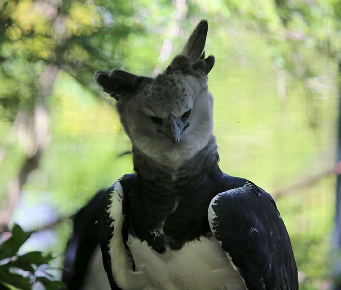 Meet The Harpy Eagle - One Of The Largest Birds In The World Meet The Harpy Eagle - One Of The Largest Birds In The World