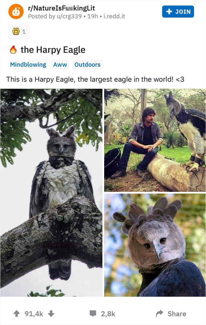 Meet The Harpy Eagle - One Of The Largest Birds In The World Meet The Harpy Eagle - One Of The Largest Birds In The World