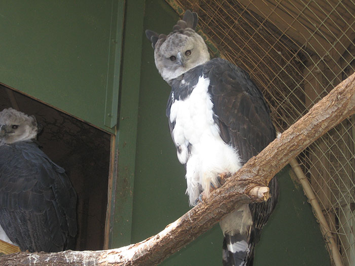 Meet The Harpy Eagle - One Of The Largest Birds In The World Meet The Harpy Eagle - One Of The Largest Birds In The World