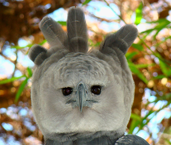 Meet The Harpy Eagle - One Of The Largest Birds In The World Meet The Harpy Eagle - One Of The Largest Birds In The World