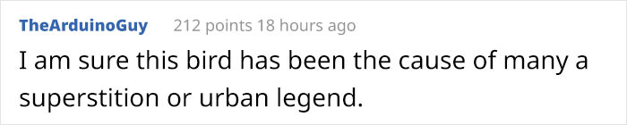 Meet The Harpy Eagle - One Of The Largest Birds In The World