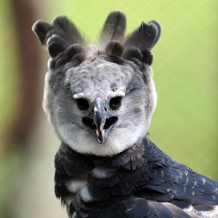 Meet The Harpy Eagle - One Of The Largest Birds In The World Meet The Harpy Eagle - One Of The Largest Birds In The World