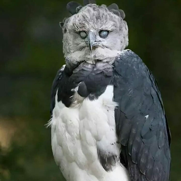 Meet The Harpy Eagle - One Of The Largest Birds In The World Meet The Harpy Eagle - One Of The Largest Birds In The World