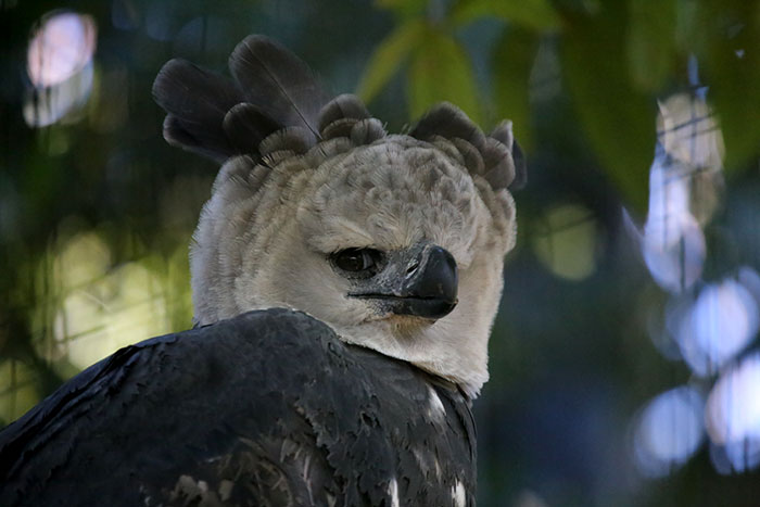 Meet The Harpy Eagle - One Of The Largest Birds In The World Meet The Harpy Eagle - One Of The Largest Birds In The World