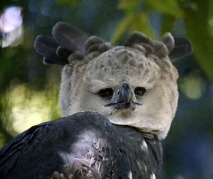 Meet The Harpy Eagle - One Of The Largest Birds In The World Meet The Harpy Eagle - One Of The Largest Birds In The World