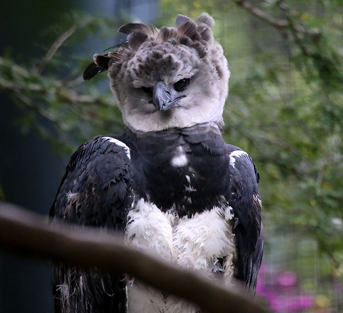 Meet The Harpy Eagle - One Of The Largest Birds In The World Meet The Harpy Eagle - One Of The Largest Birds In The World
