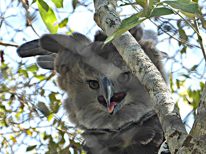 Meet The Harpy Eagle - One Of The Largest Birds In The World Meet The Harpy Eagle - One Of The Largest Birds In The World